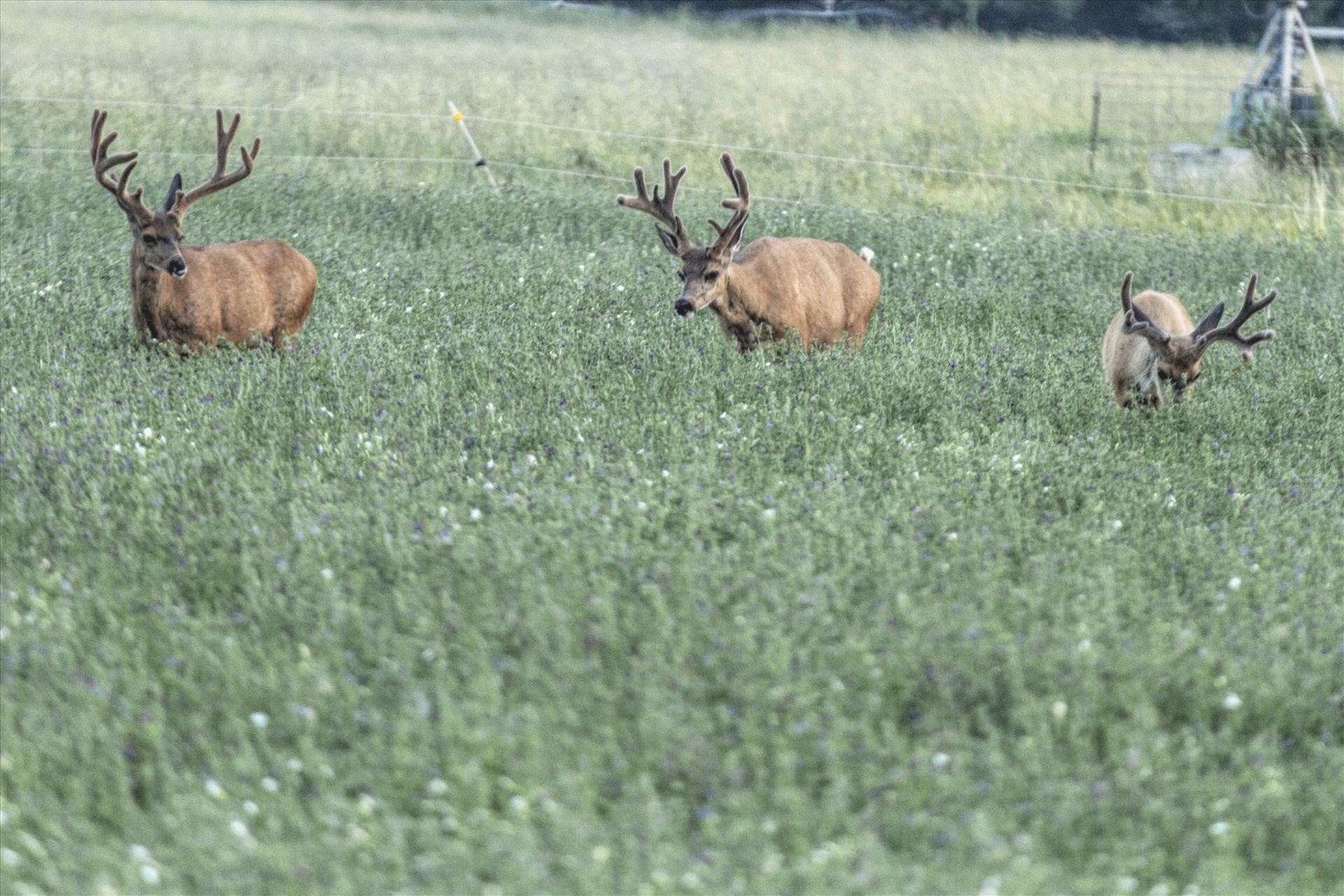 Farm Land Bucks - Every chance these bucks get, they are standing in the middle of some of the best alfalfa in the world, feeding and growing. by Bear Conceptions Photography