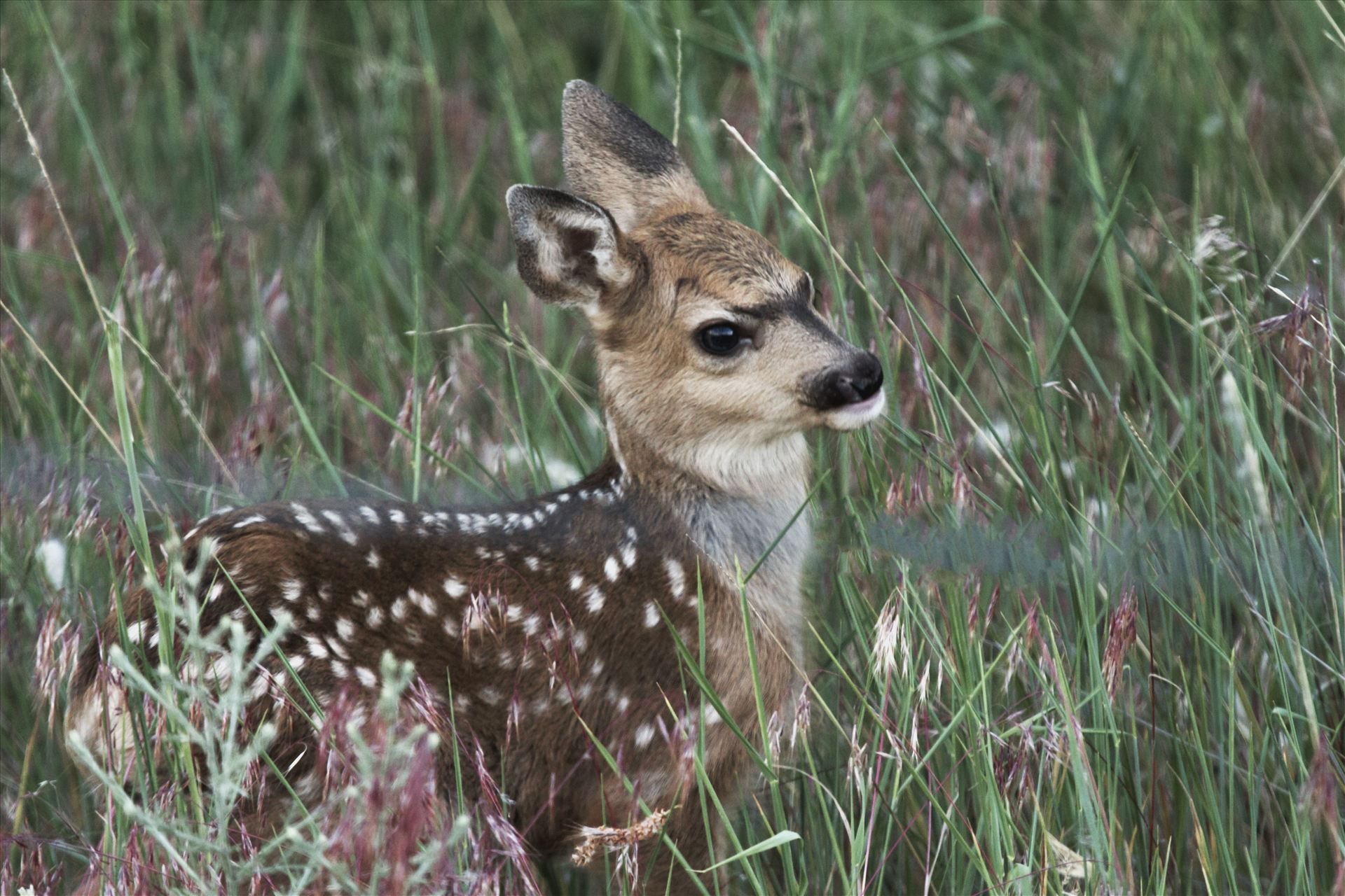 Newborn Fawn - This little guy was just an hour or so old, when I stumbled onto him.  He was not impressed with my camera one bit. by Bear Conceptions Photography