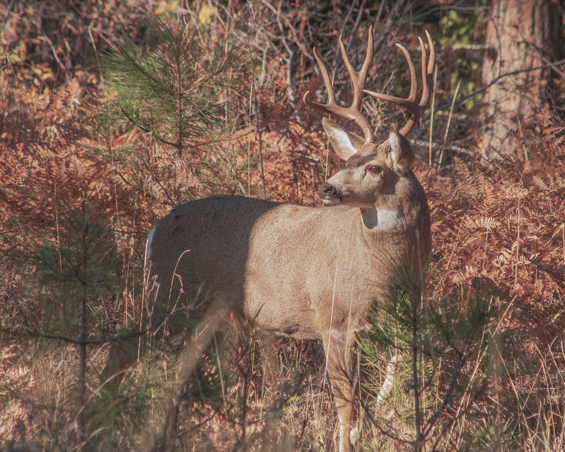 On Alert - This big 4x4 buck has his attention elsewhere as I snuck up on him to get this shot. by Bear Conceptions Photography
