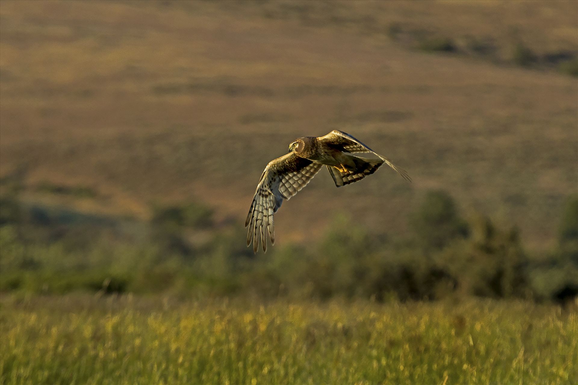 Hunting as the Sun Sets - This hawk was hunting in a stiff wind over hayfields as the sun set. by Bear Conceptions Photography