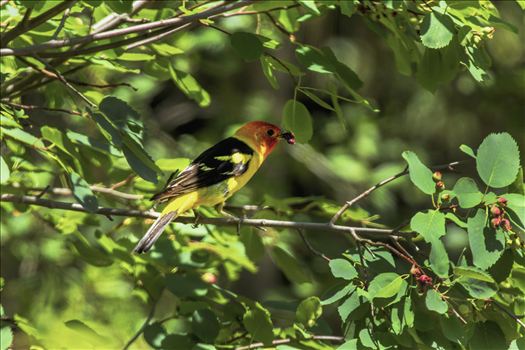 A Western Tanager with its beak full of berries.