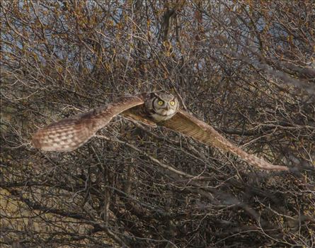 Incoming Flight - Female Great Horned Owl, flying almost directly at me through the brush.